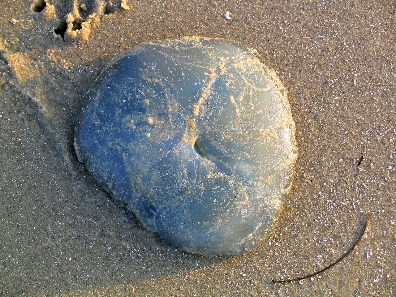 beach north sea animal free photo