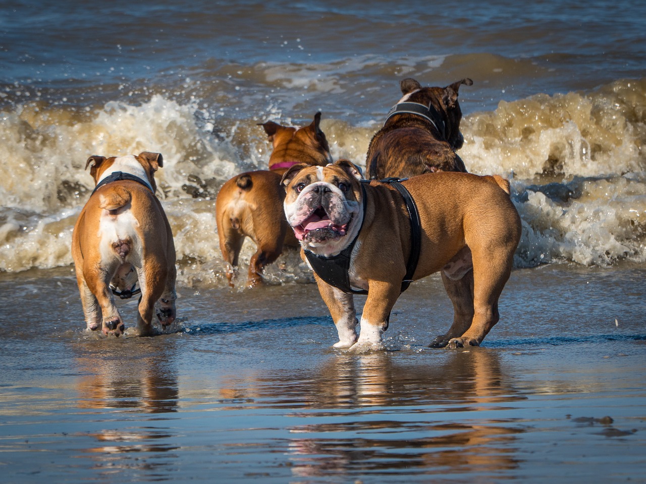 beach playing bulldogs english bulldog free photo