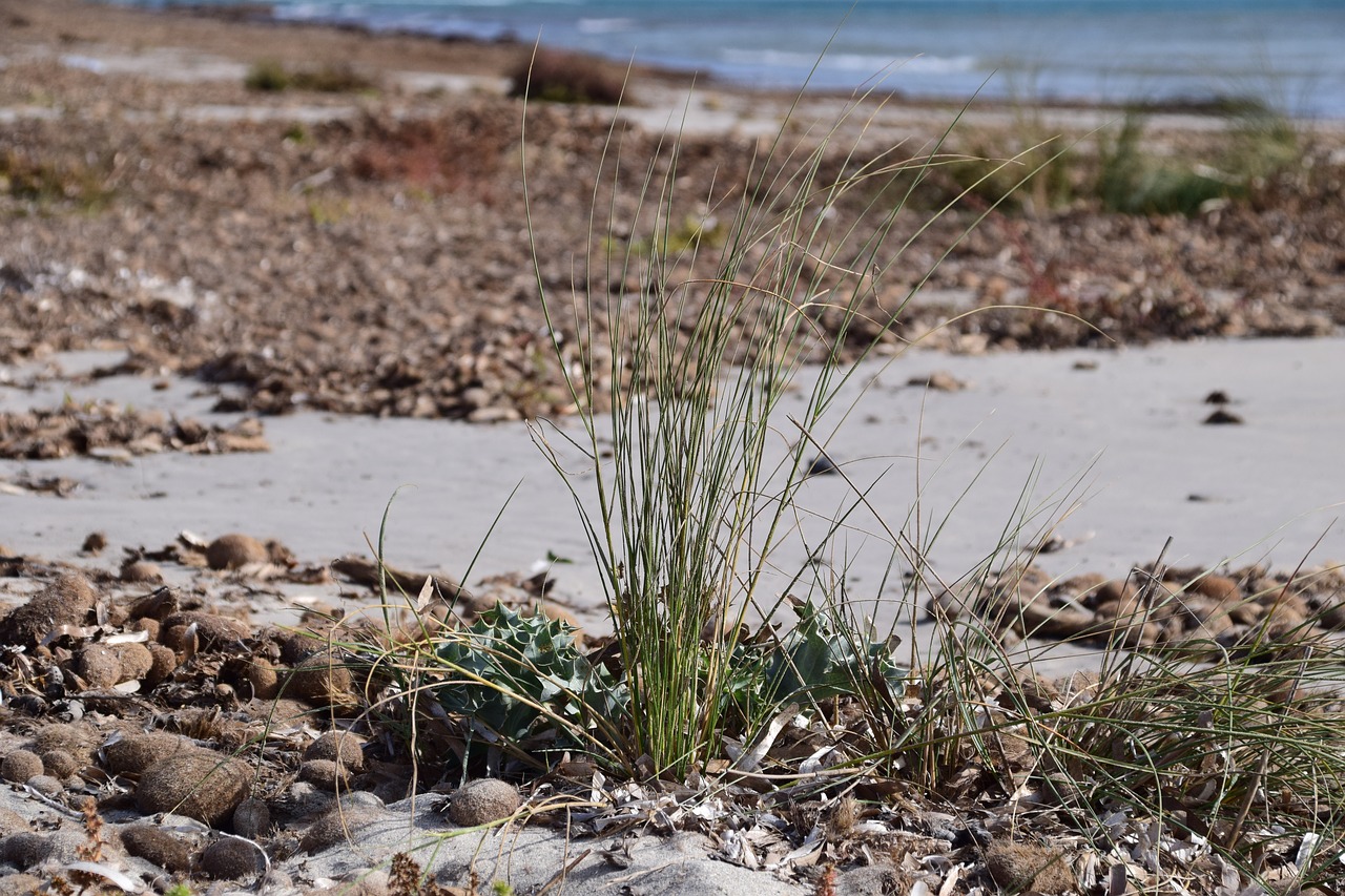 beach coast bank free photo