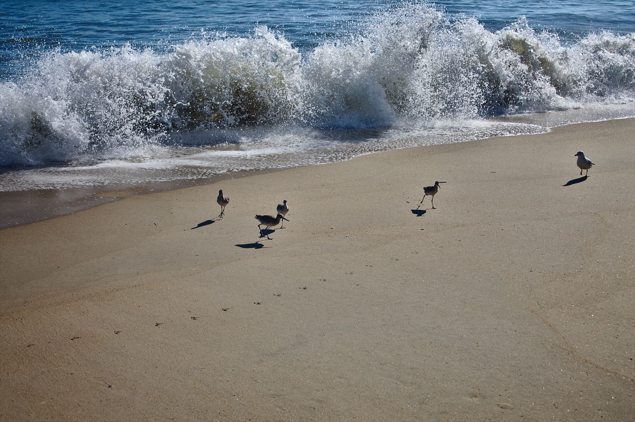 beach wave birds free photo