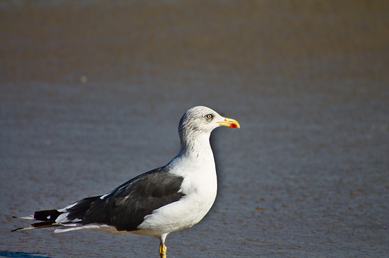 beach bird seagull free photo