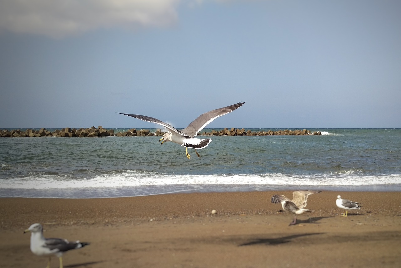 beach sea sea gull free photo