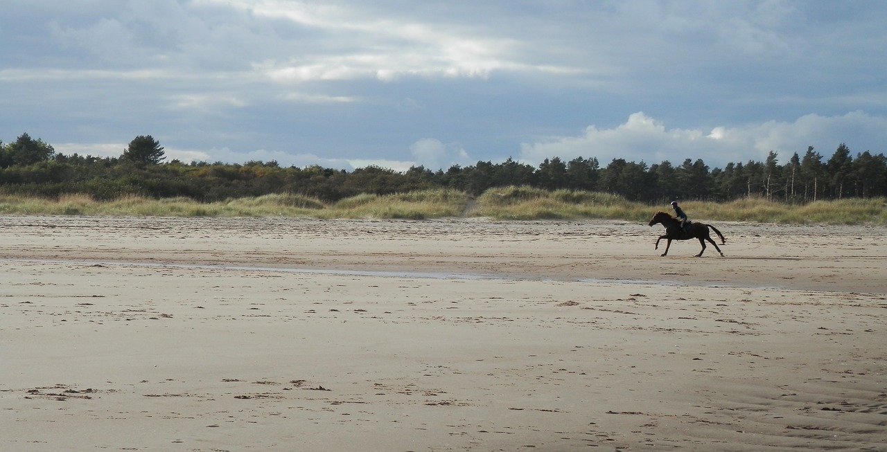 beach sand horse free photo