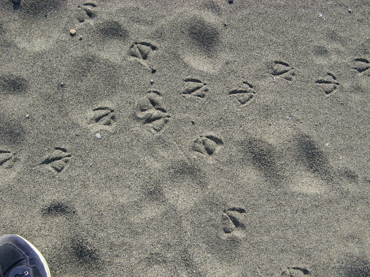 beach footsteps sea free photo