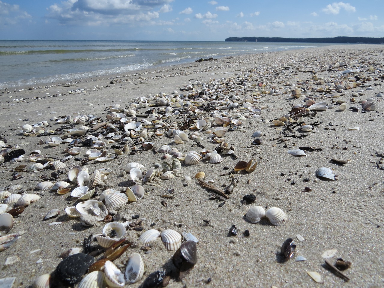 beach mussels sand free photo
