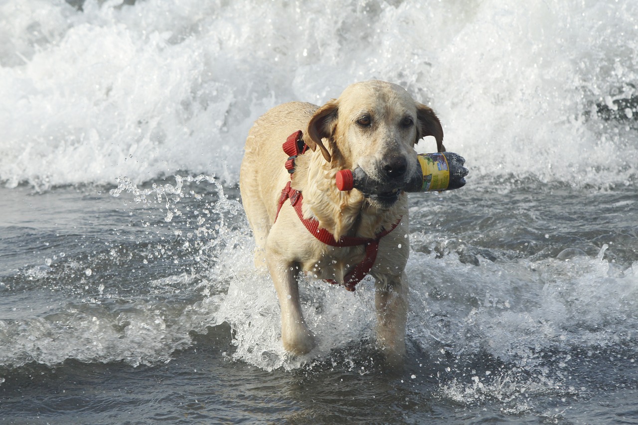 beach dog sea free photo