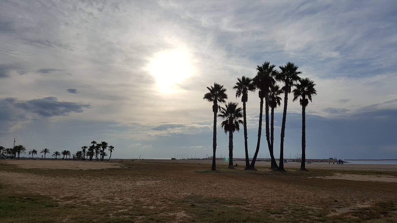 beach palm tree coma-rruga free photo