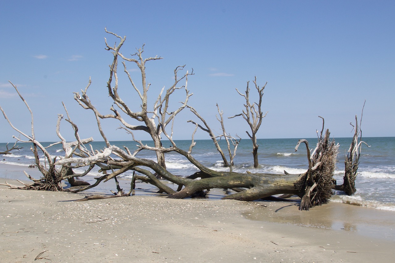 beach edisto south free photo