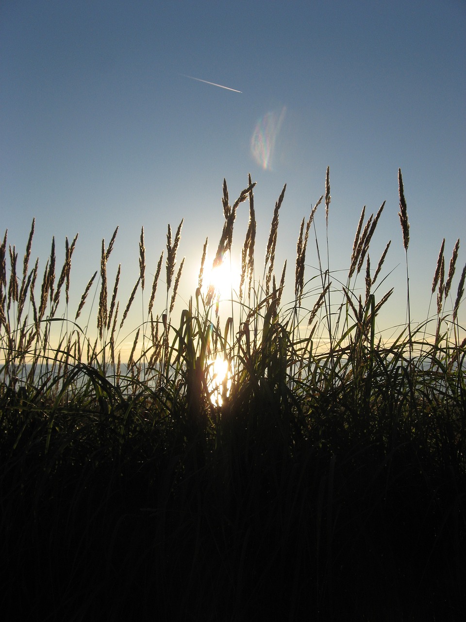 beach marram grass grass free photo