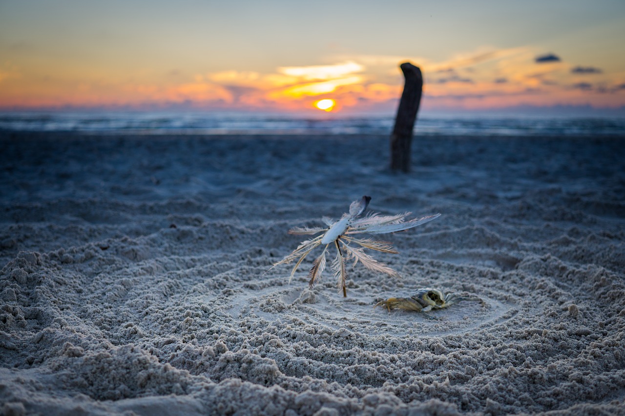 beach nature cancer free photo