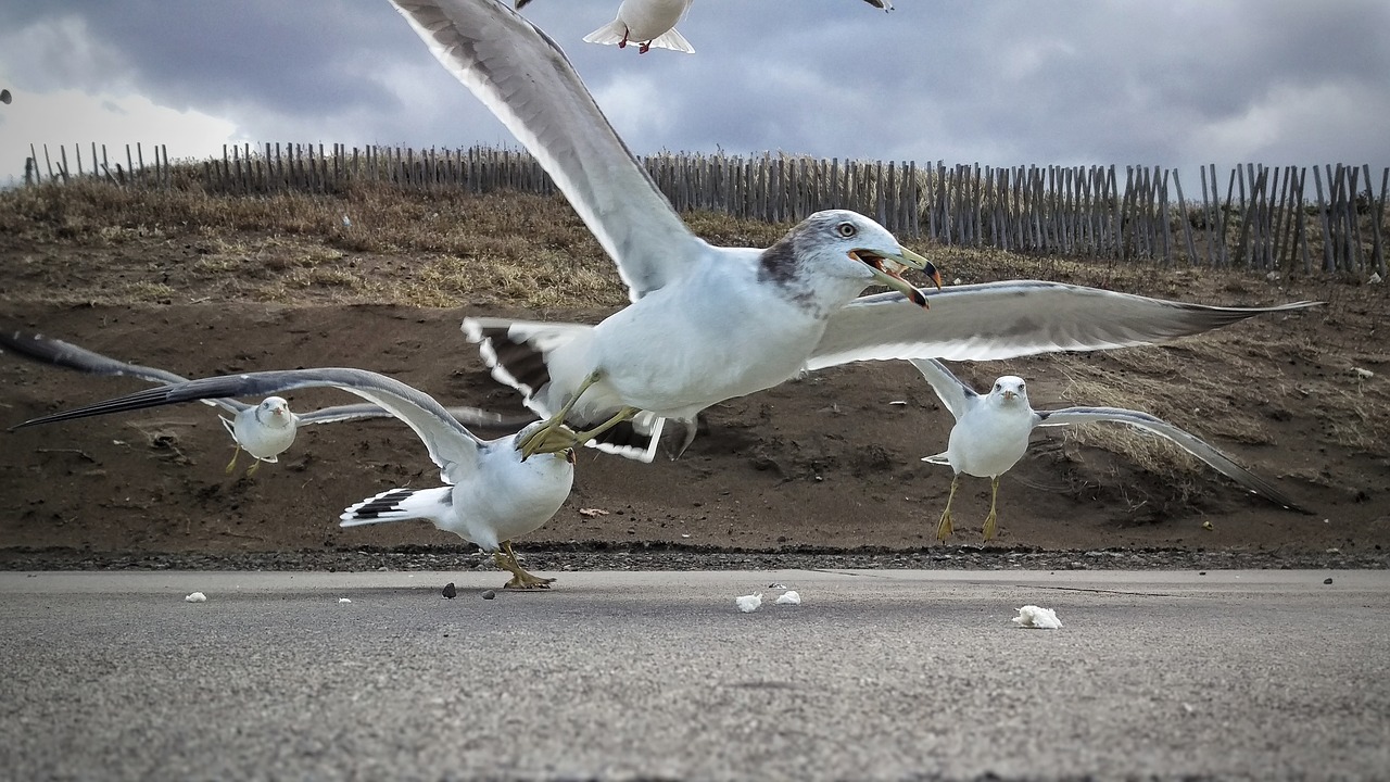 beach promenade seagull free photo