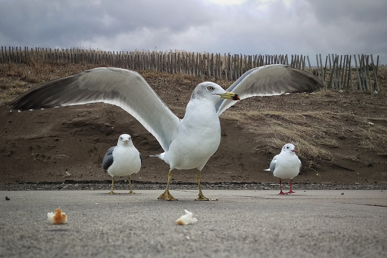 beach promenade seagull free photo