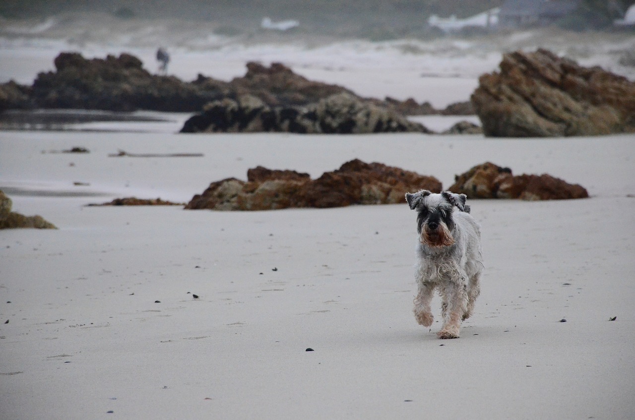 beach dog waves free photo