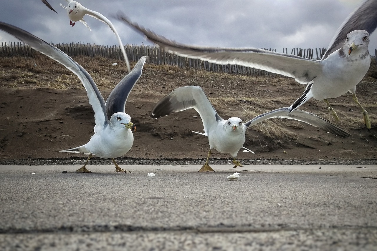 beach promenade seagull free photo