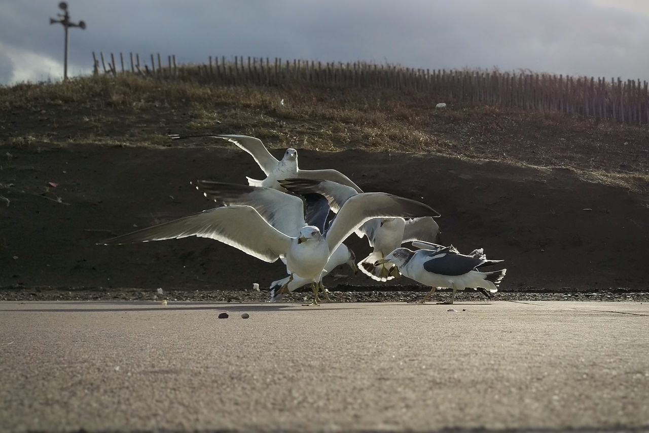 beach promenade seagull free photo