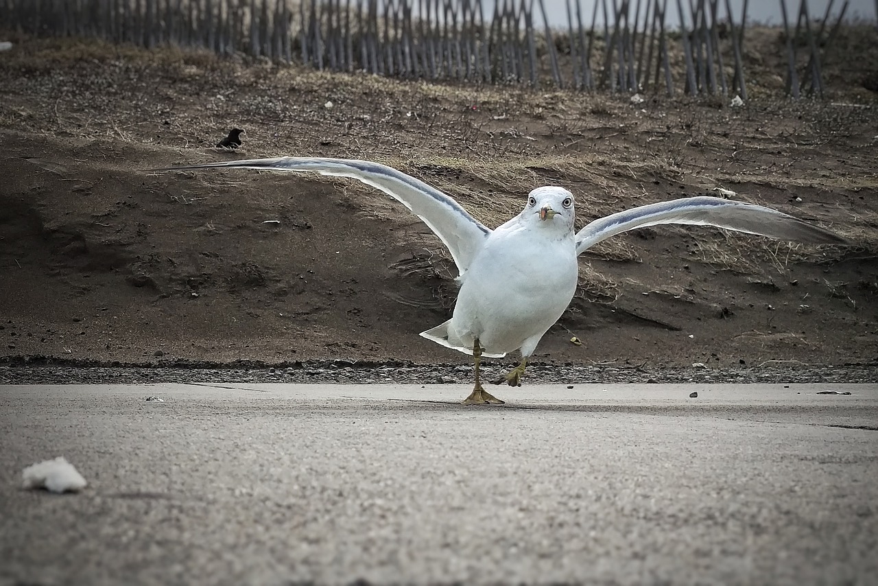 beach promenade seagull free photo