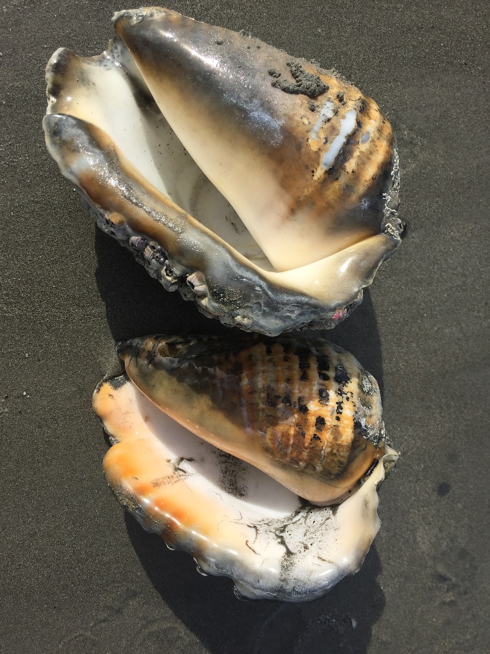 beach conches exotic free photo