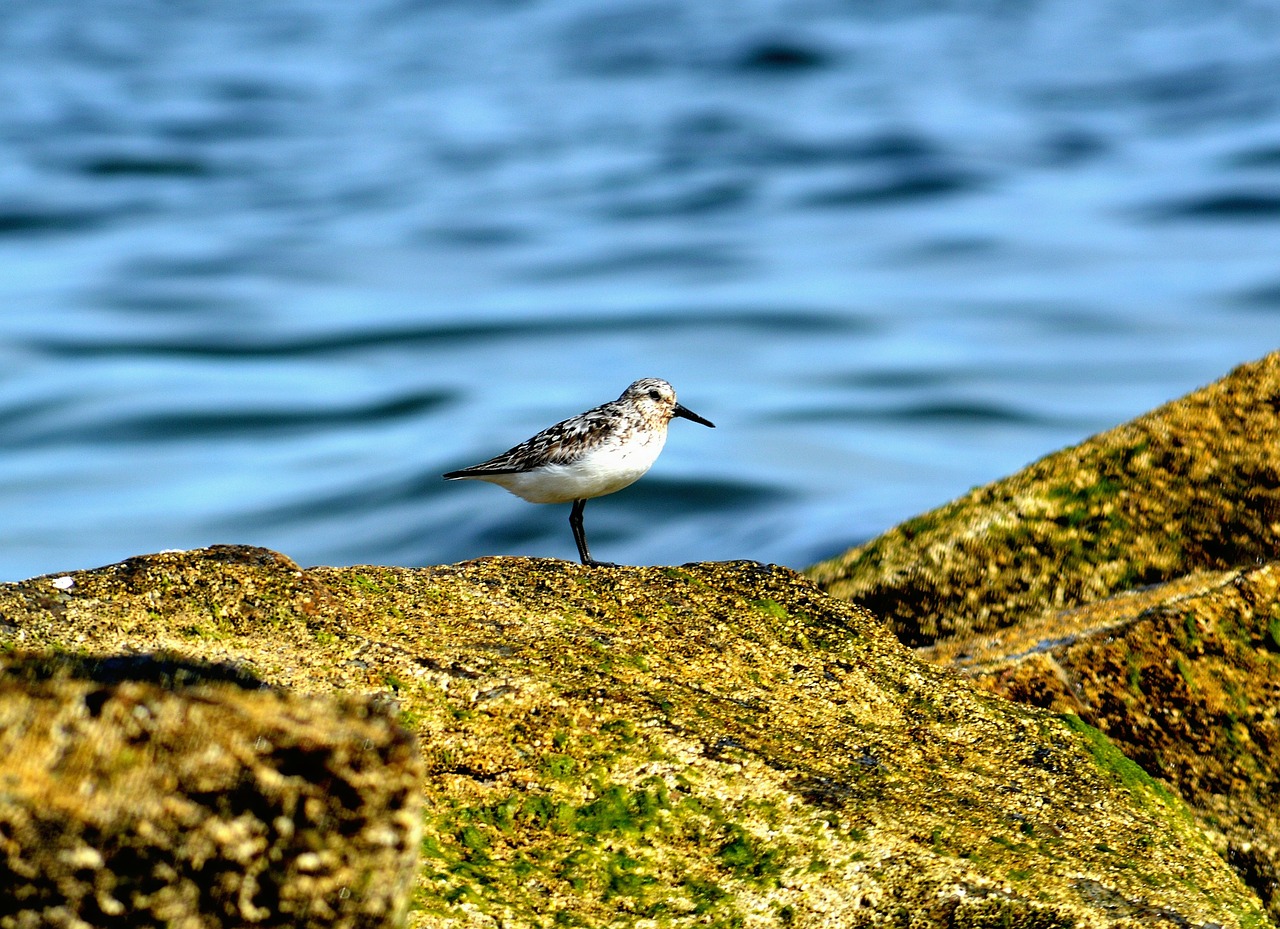 beach sea ocean free photo