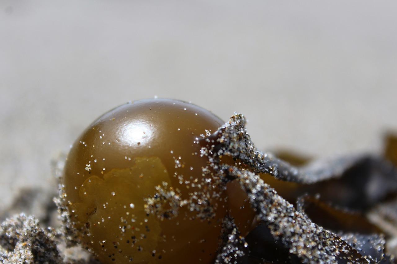 beach sand seaweed free photo