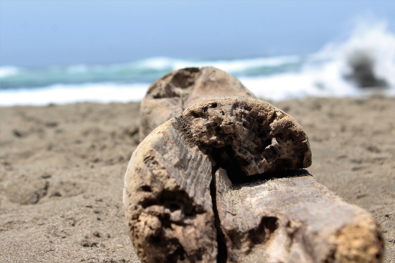 beach driftwood log free photo