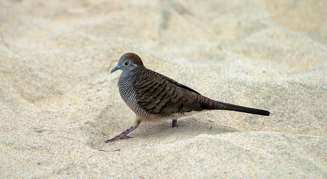 beach bird macro free photo