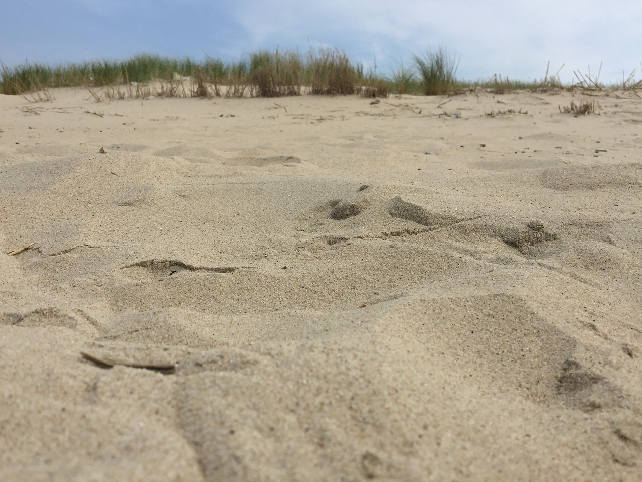 beach sand dune free photo