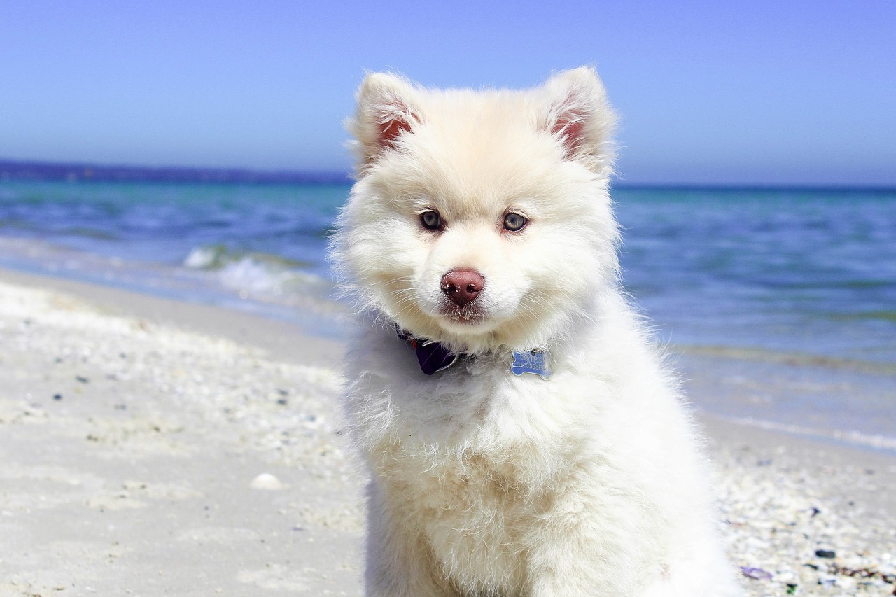 beach dog puppy free photo