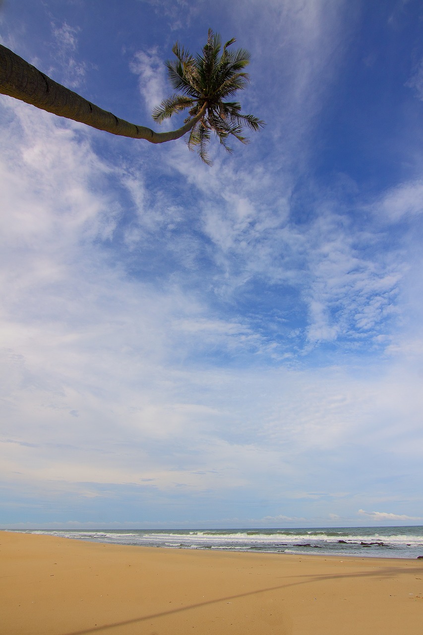 beach clouds coconut tree free photo