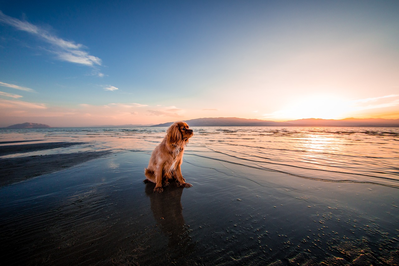 beach dawn dog free photo