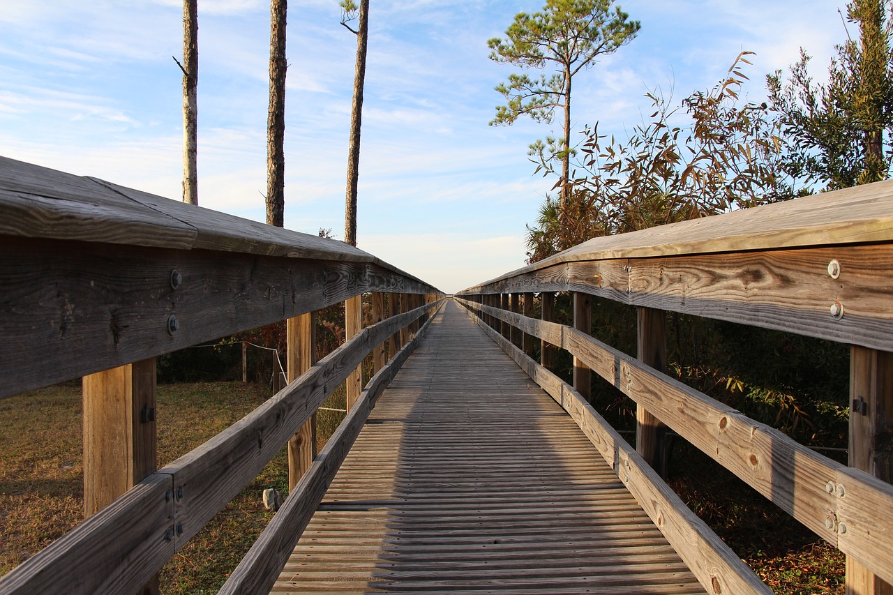 beach trees boardwalk free photo