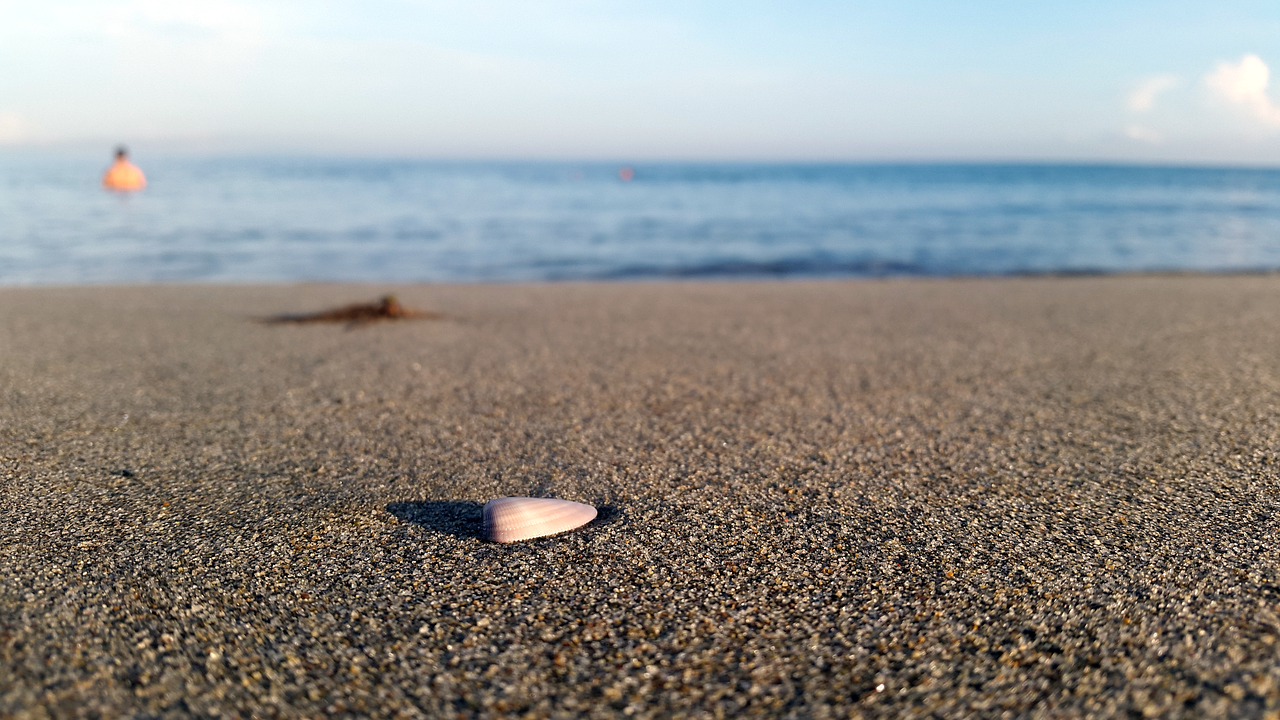 beach conch honduras free photo