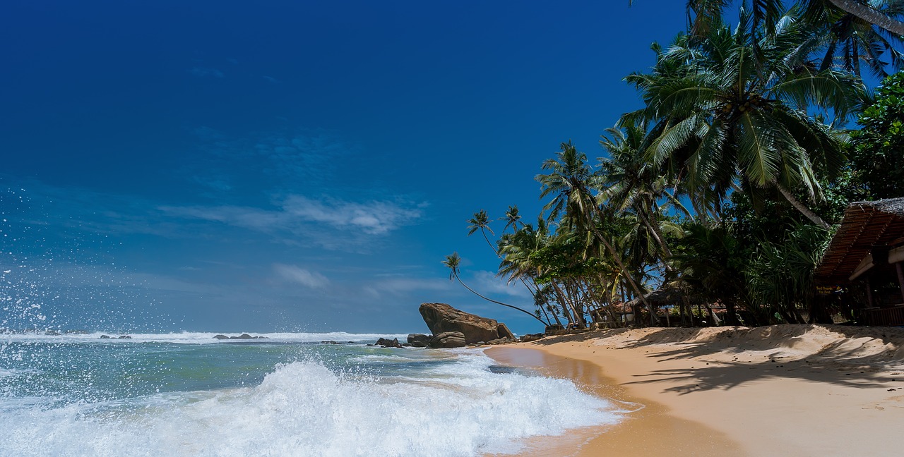 beach coconut trees idyllic free photo