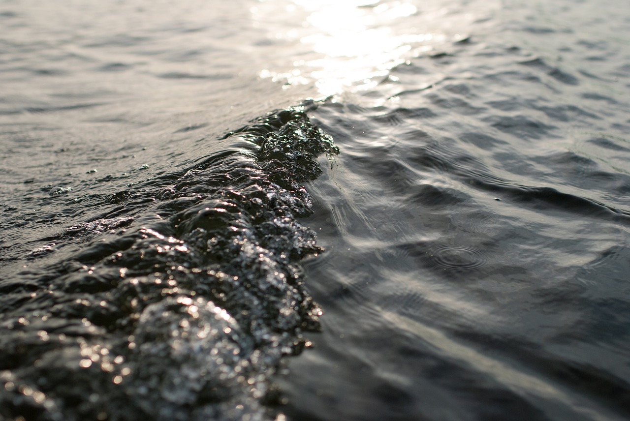 beach blur close-up free photo