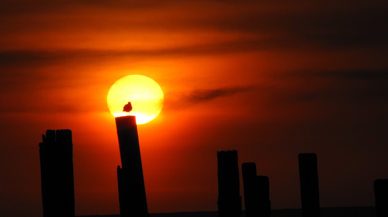 beach sunset silhouette free photo