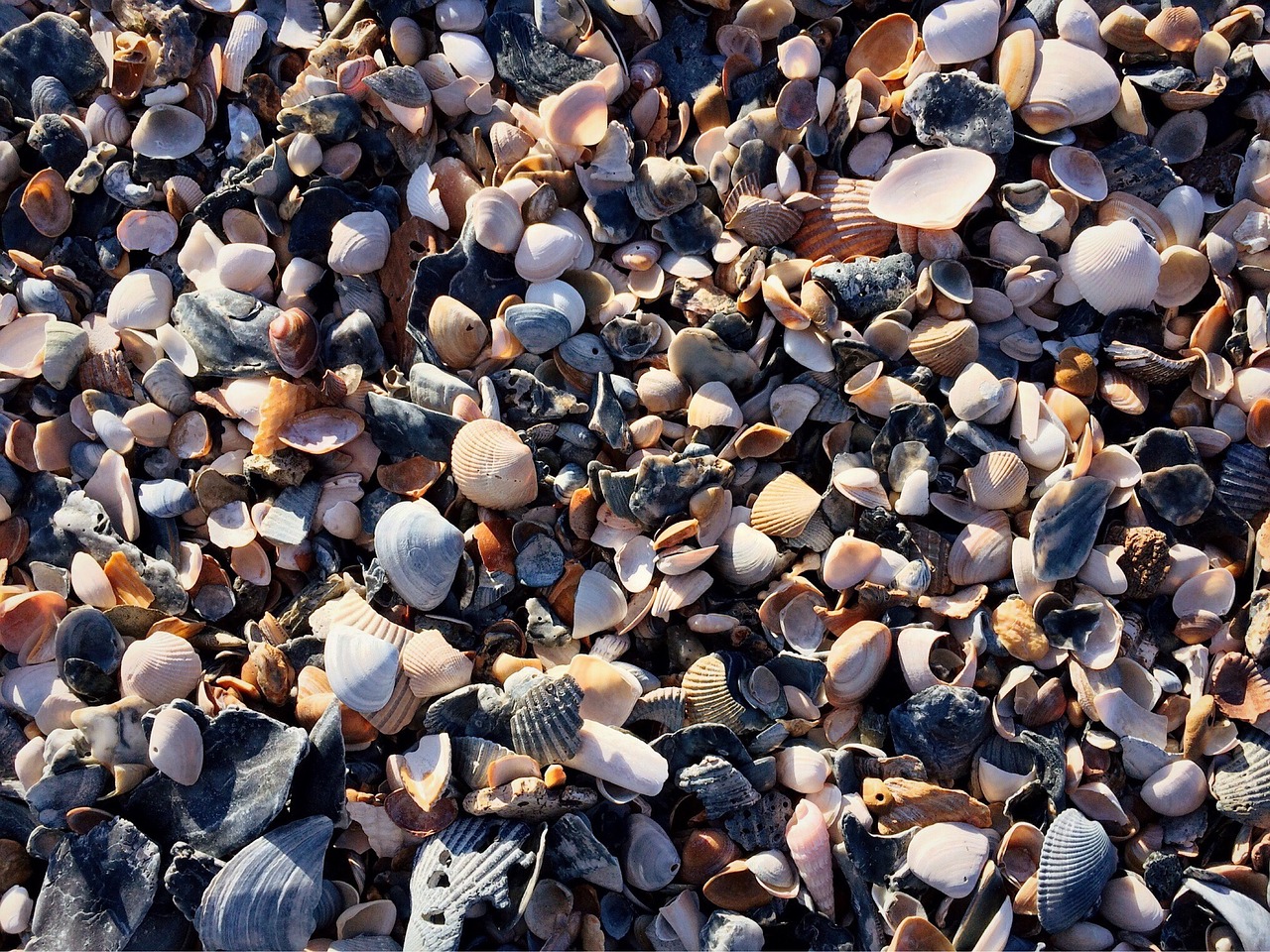 beach shells sand free photo