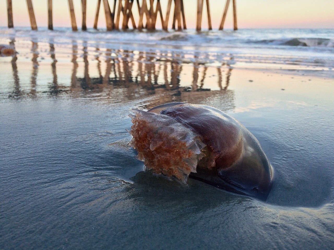 beach ocean sand jellyfish free photo