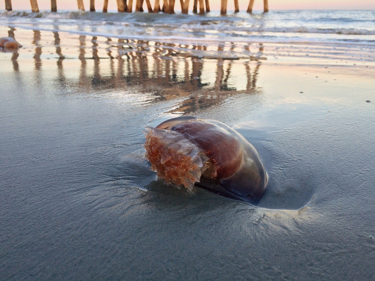 beach ocean sand jellyfish free photo