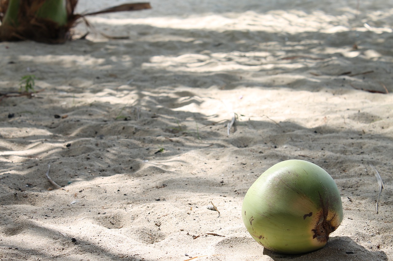 beach coconut sand free photo