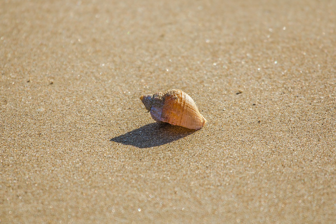 beach shell ocean free photo