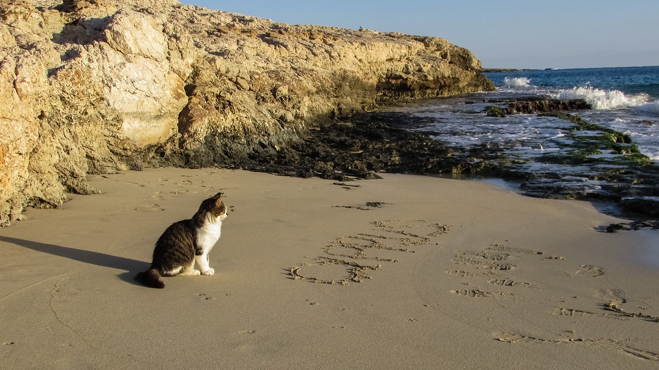 beach cove cat free photo