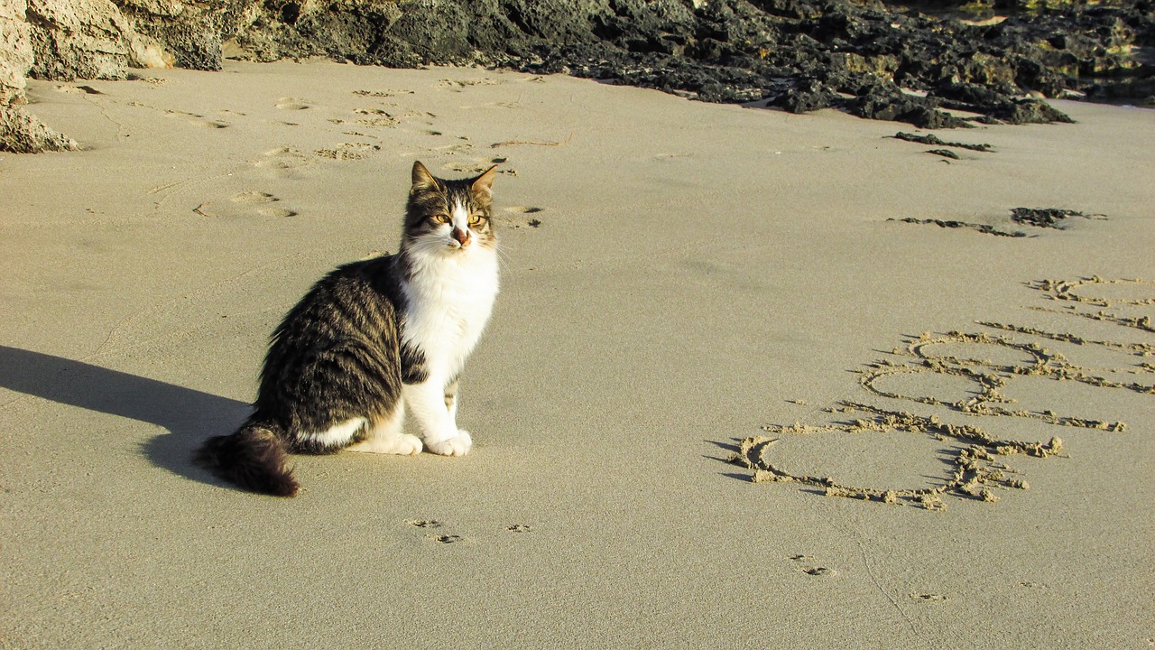 beach cat sea free photo