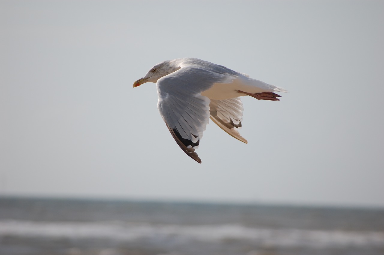 beach animals bird free photo