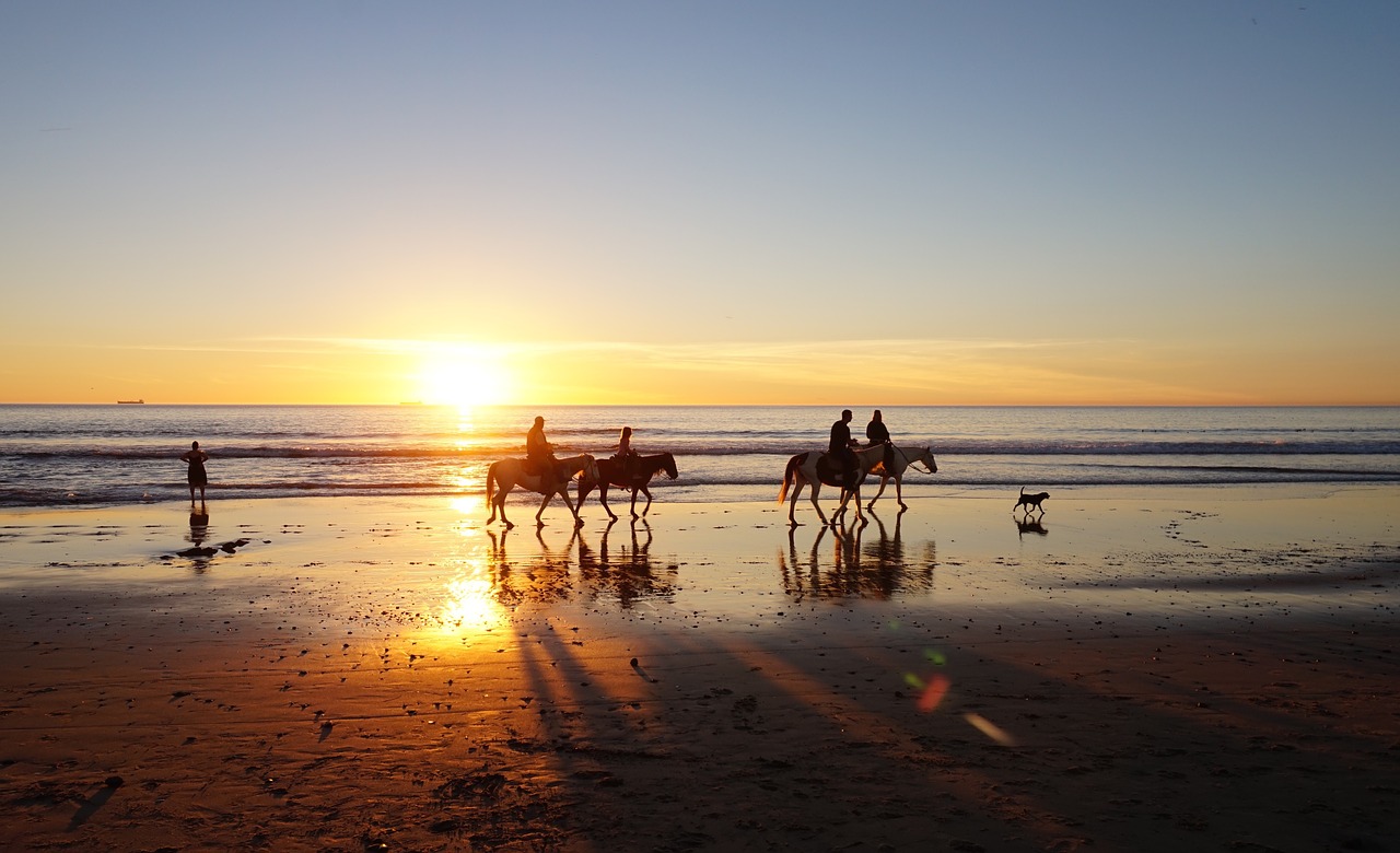 beach horses on beach sunset free photo