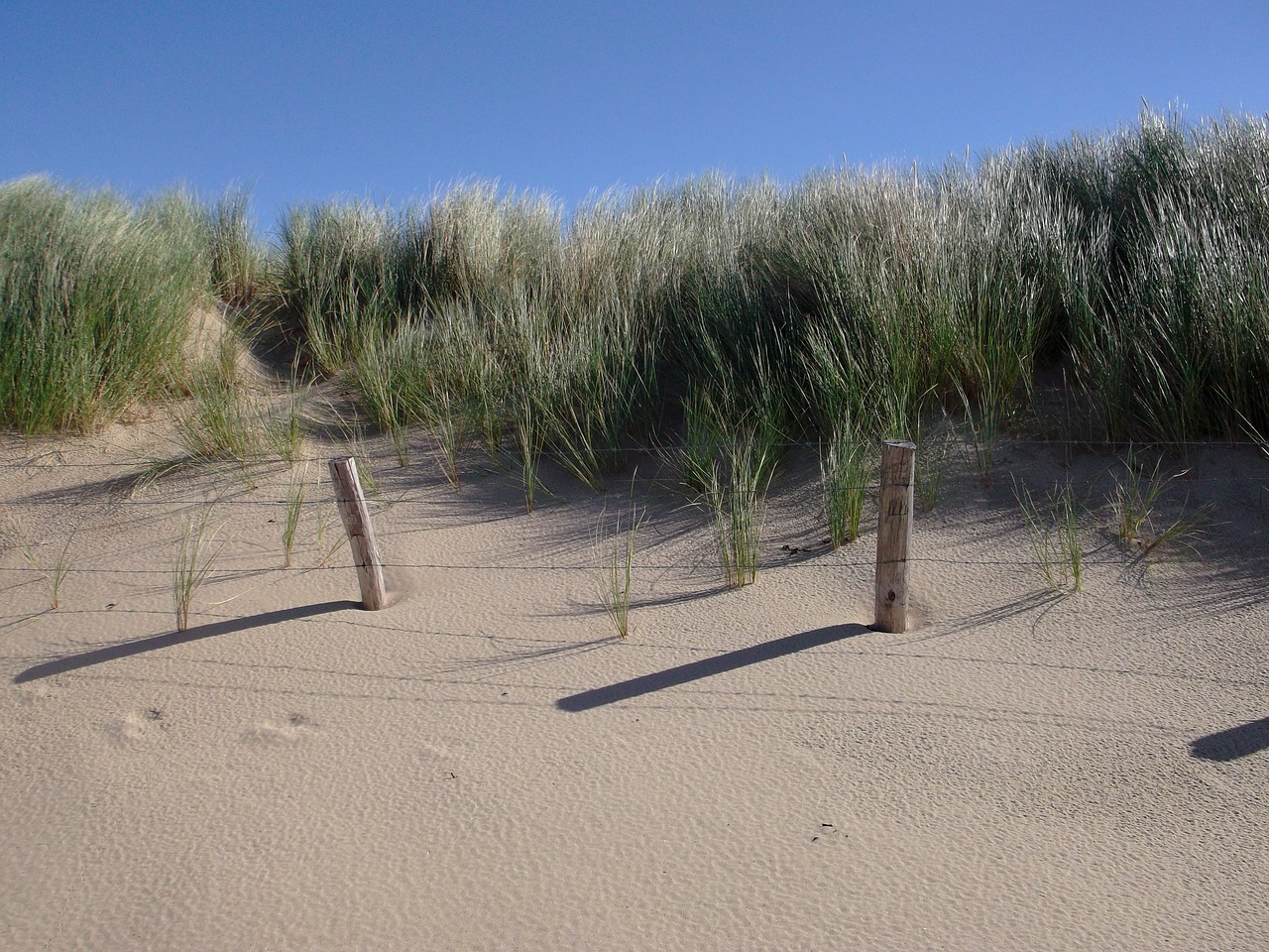 beach dunes summer free photo