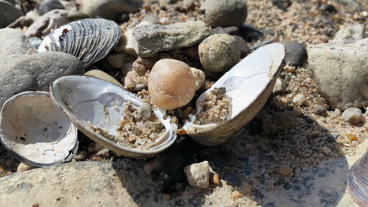 beach shell mussels free photo