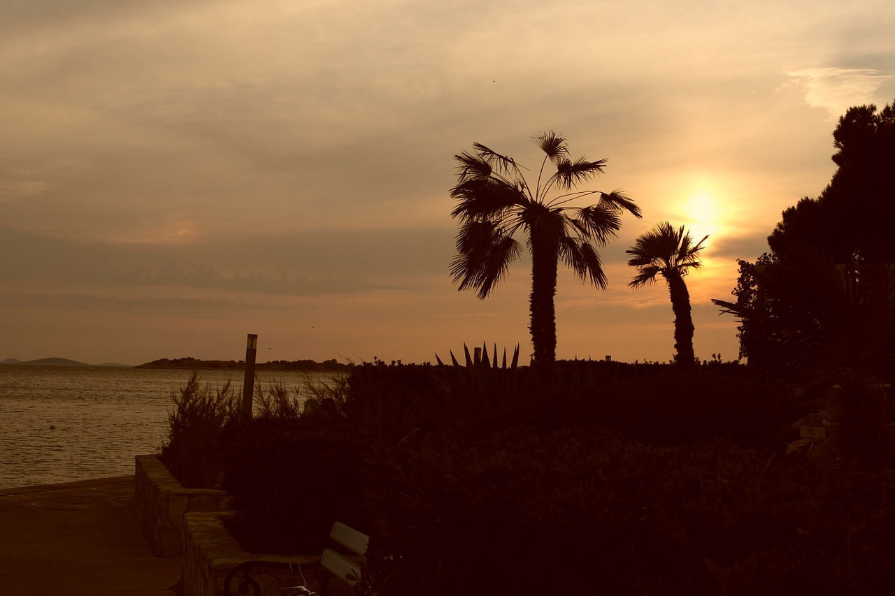 beach sunset trees free photo