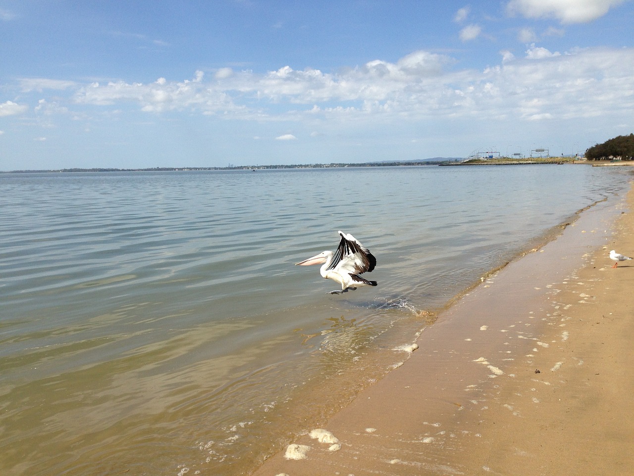 beach australia pelicans free photo