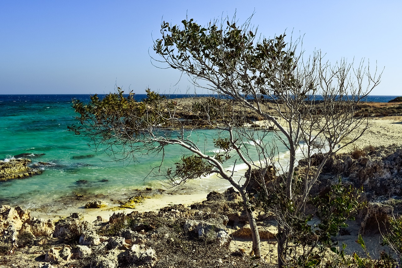 beach cove tree free photo