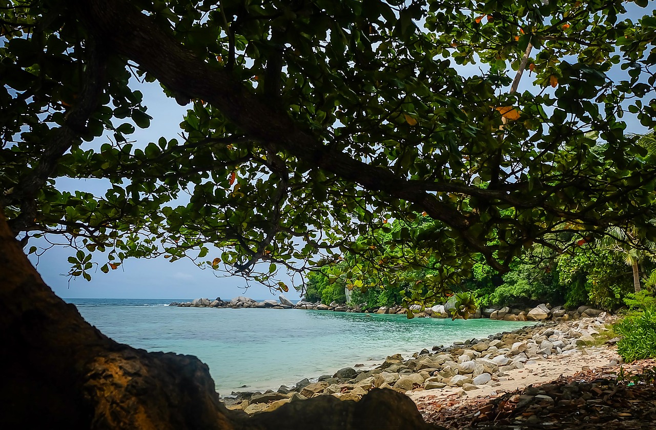 beach tree sea free photo