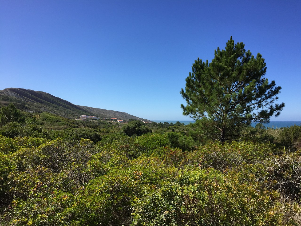 beach sea pine free photo